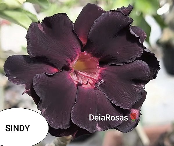 Rosa do deserto SINDY