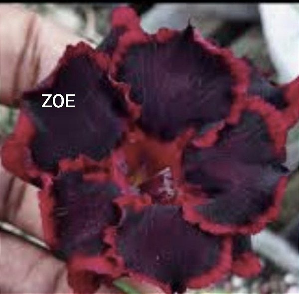 ROSA DO DESERTO ZOE Adulta