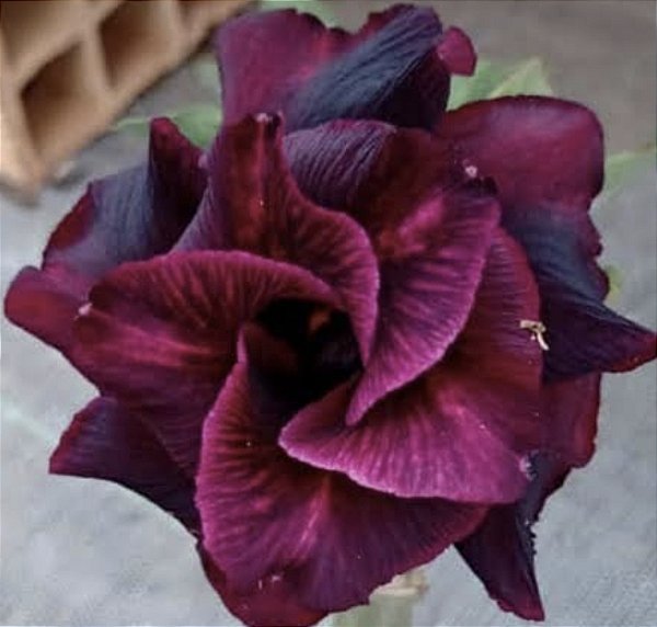ROSA DO DESERTO LK 400