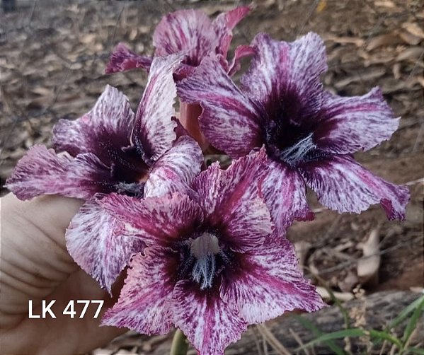 ROSA DO DESERTO LK 477