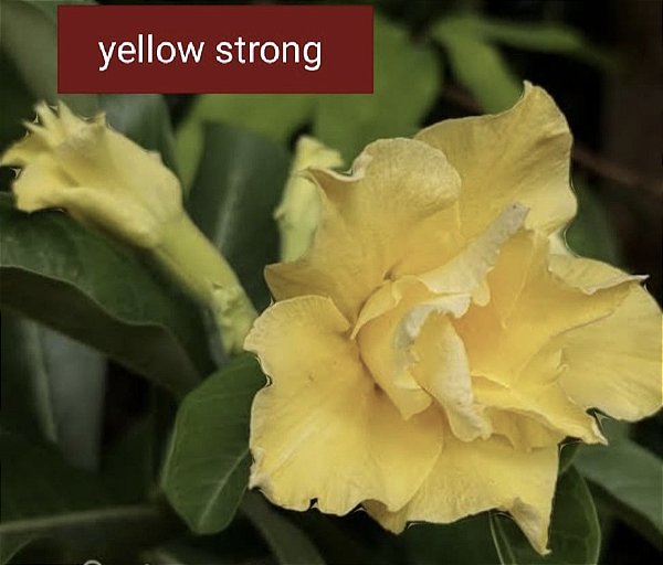 ROSA DO DESERTO YELLOW STRONG
