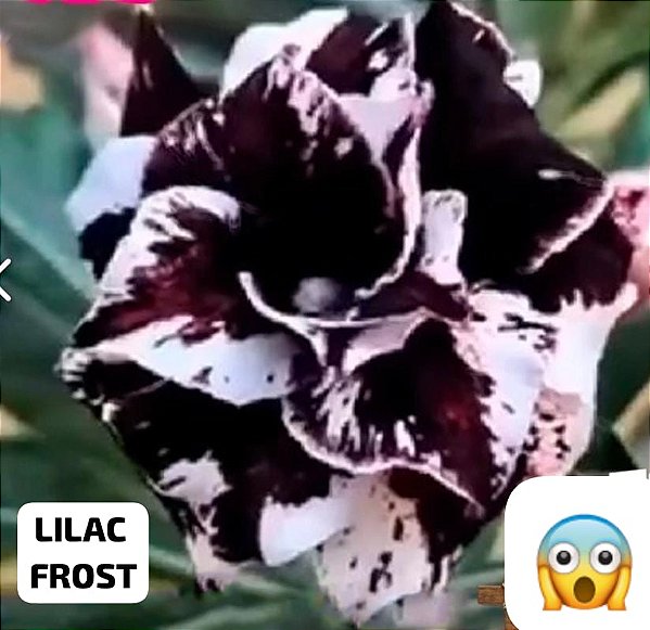 ROSA DO DESERTO LILAC padrão grande