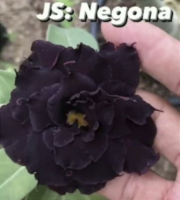 ROSA DO DESERTO NEGONA