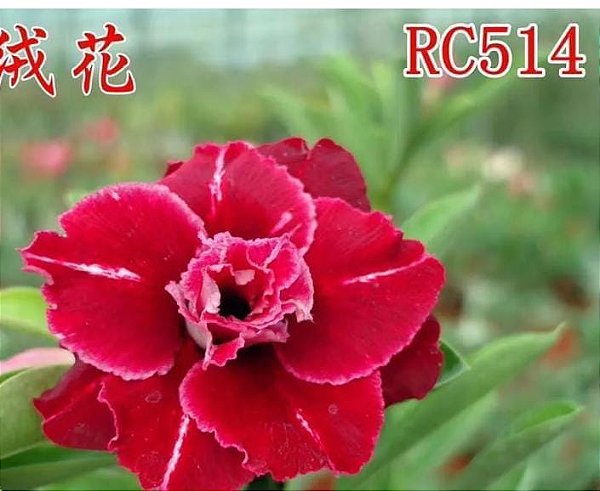 ROSA DO DESERTO RC 514