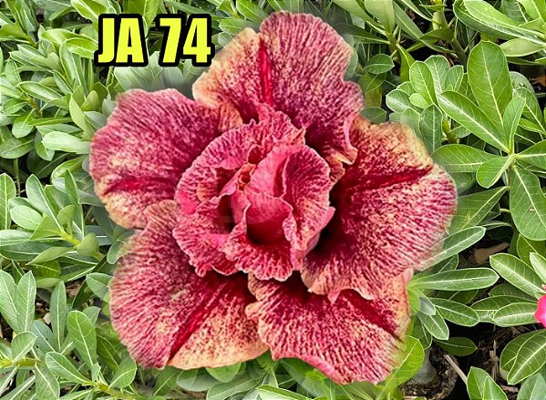 ROSA DO DESERTO JA 74