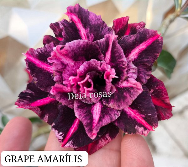 Rosa do deserto GRAPE amarilis