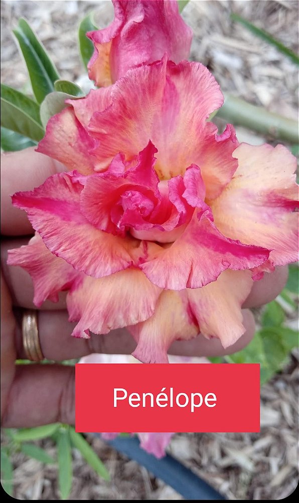 ROSA DO DESERTO PENÉLOPE