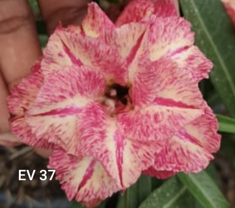 ROSA DO DESERTO EV 37 CHERRY
