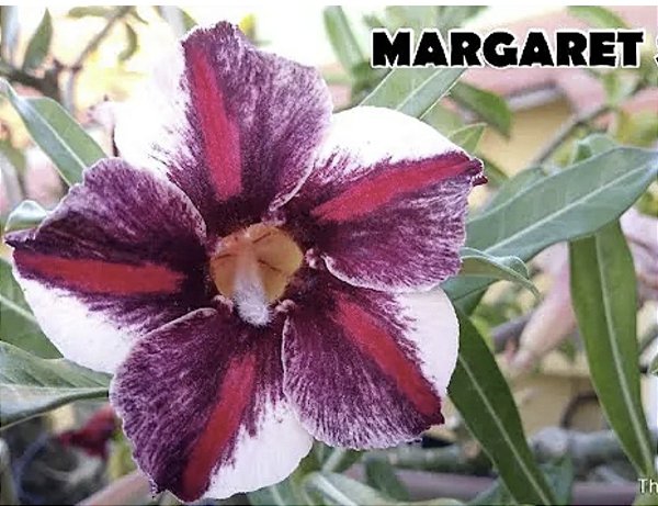 ROSA DO DESERTO MARGARETY STAR