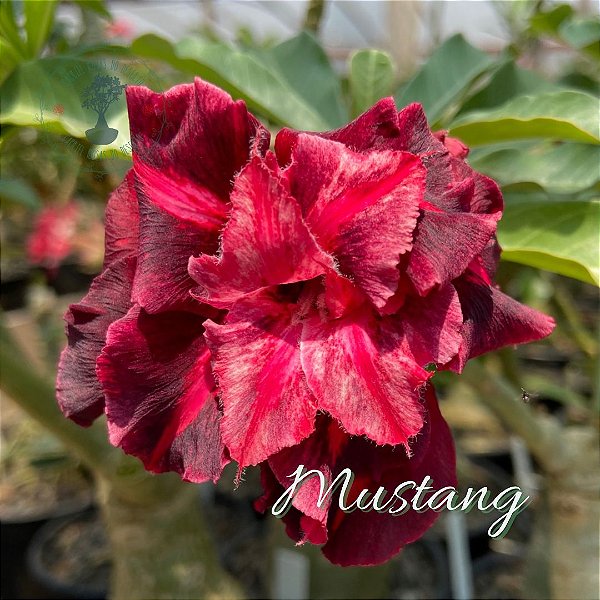 ROSA DO DESERTO MUSTANG