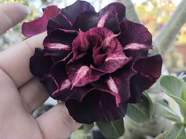 Rosa do deserto Vampira