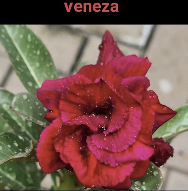 VENEZA