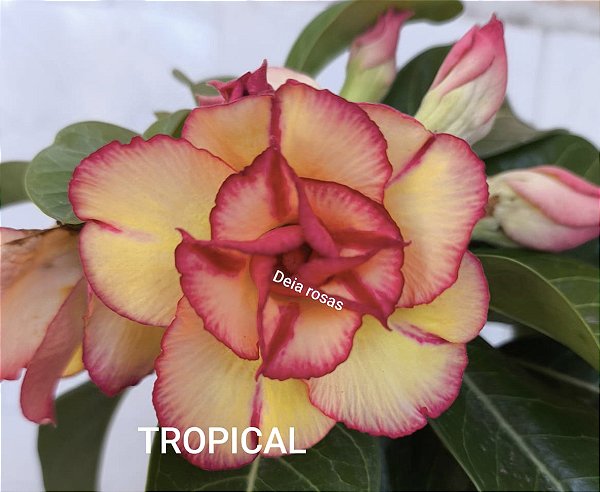 TROPICAL