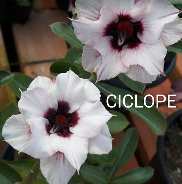 ROSA DO DESERTO CICLOPE Padrão