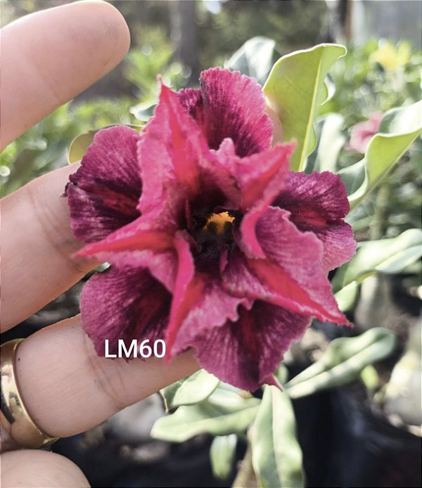 Rosa do deserto LM 60