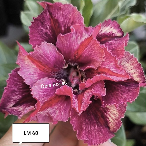 Rosa do deserto LM 60 padrão grande