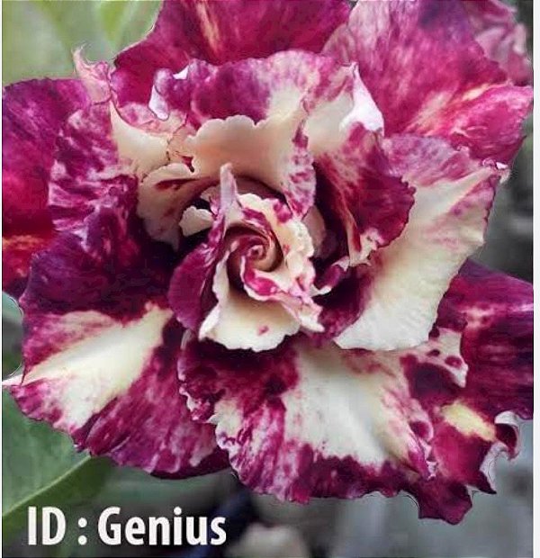 Rosa do deserto GENIUS