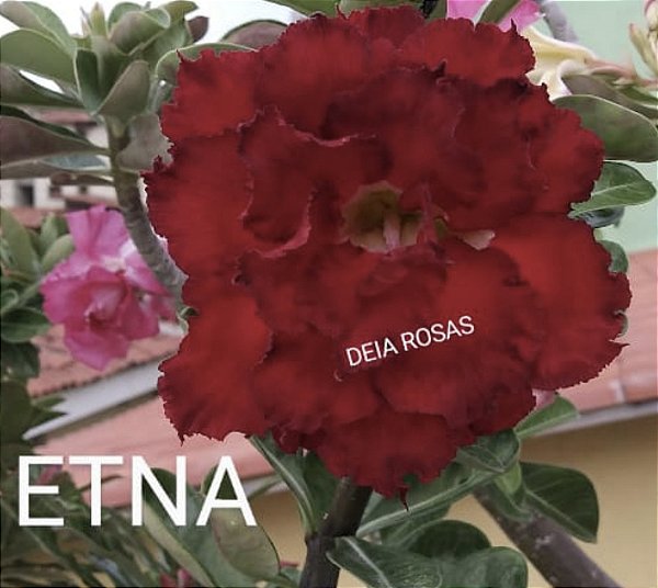 Rosa do deserto ETNA