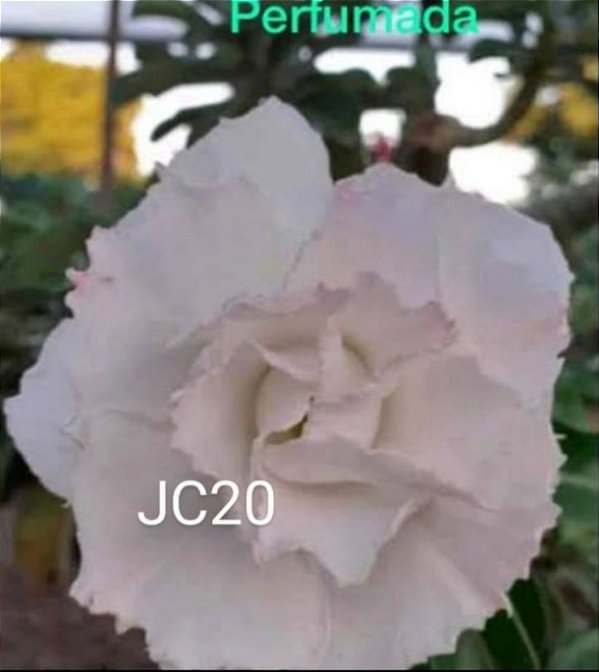 JC 20 Adulta