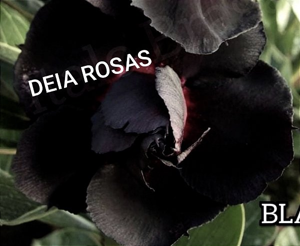 BLACK Rosa do deserto