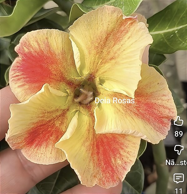 ROSA DO DESERTO RT 12