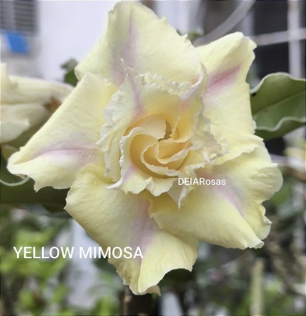 Rosa do deserto YELLOW MIMOSA