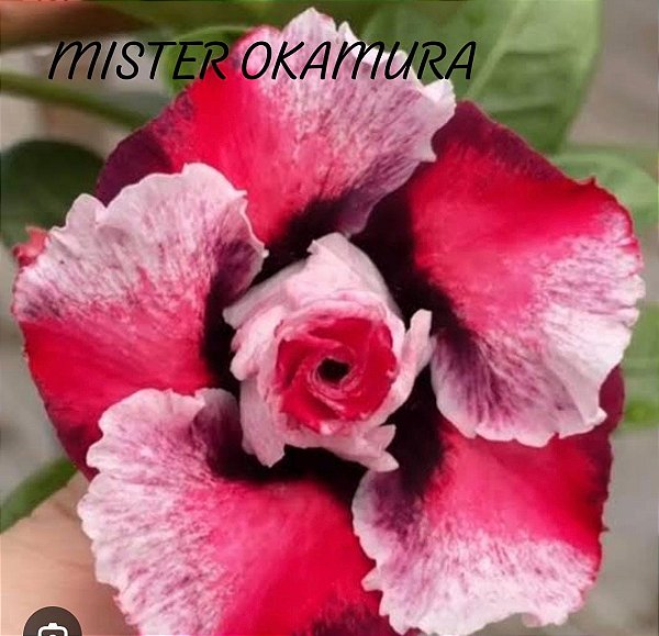 AVARIA MISTER OKAMURA PADRÃO