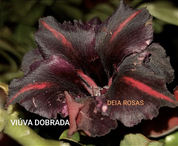 VIUVA DOBRADA Adulta