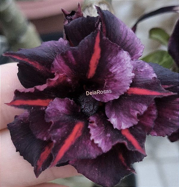 VIUVA DOBRADA Adulta