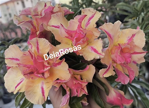 Rosa do deserto THONG