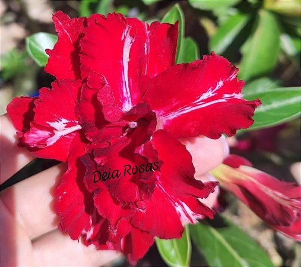 ROSA DO DESERTO PEÇANHA