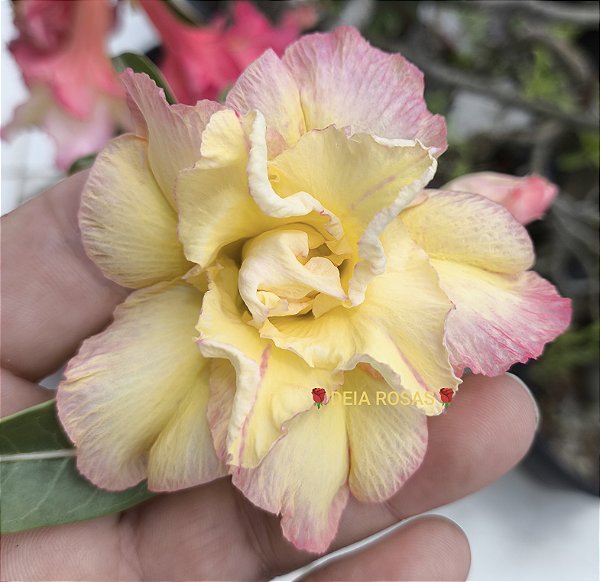 ROSA DO DESERTO TS 26