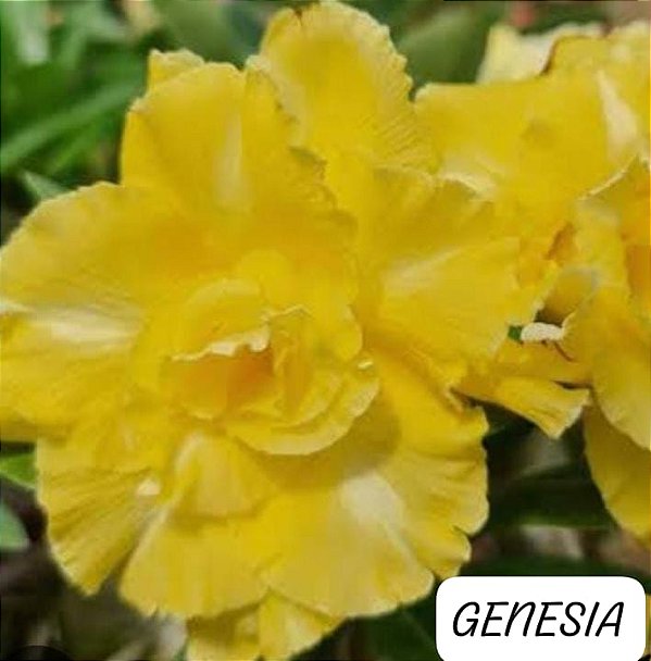 Rosa do deserto GENESIA
