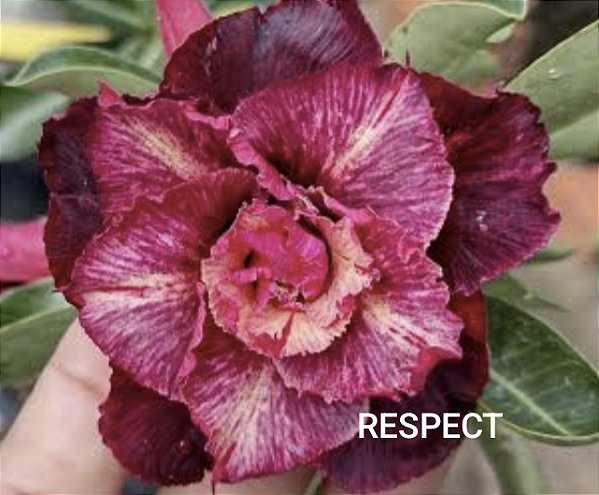 Rosa do deserto Respect