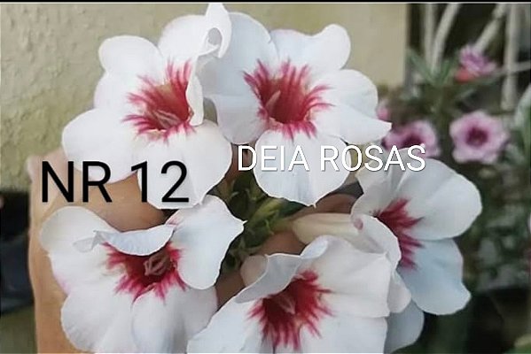 NR 12 Rosa do deserto singela