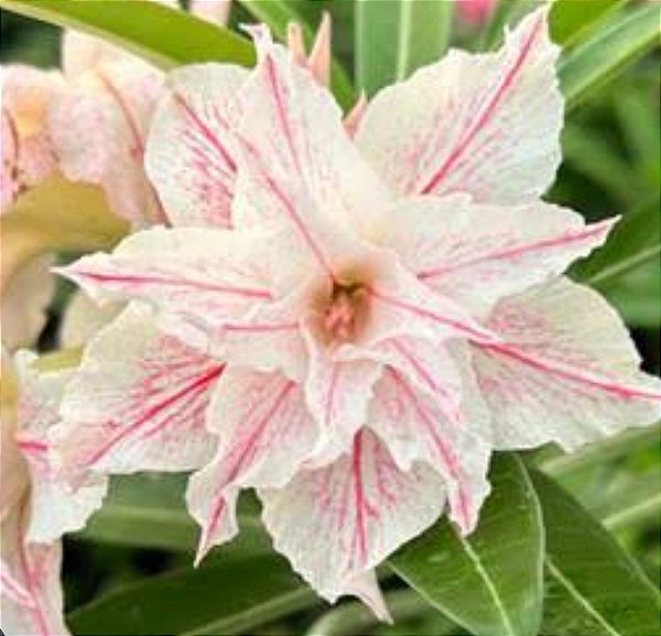 Rosa do deserto Branca Neve EV 80