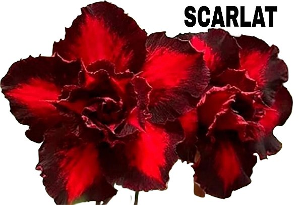 ROSA DO DESERTO SCARLAT