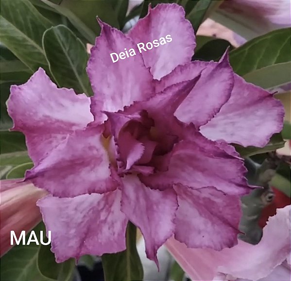 Rosa do deserto Mau Matriz