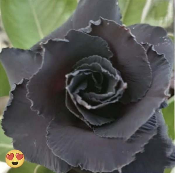 ROSA DO DESERTO RA 06