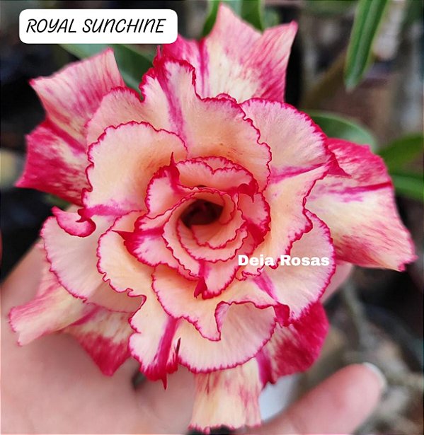 Royal SUNCHINE