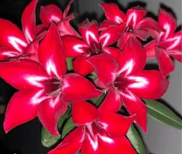 Rosa do deserto Double Star Estrela Adulta