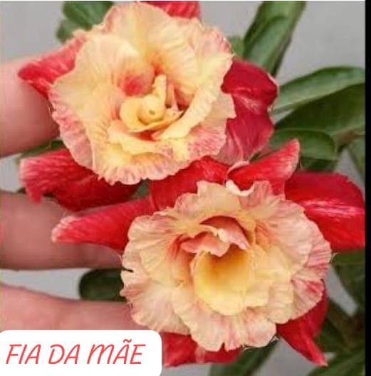 ROSA DO DESERTO FIA DA MÃE