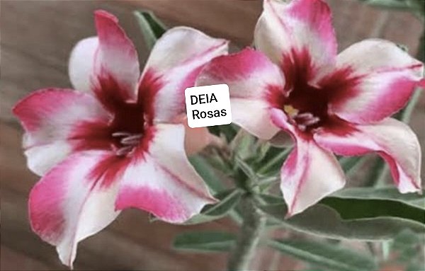 Rosa do deserto R 19