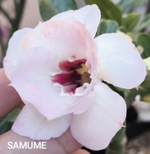 ROSA DO DESERTO SAMUME