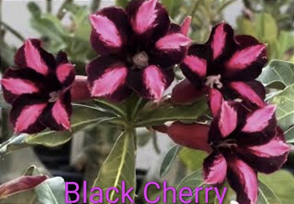 BLACK CHERRY