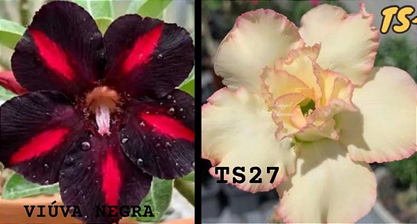 ROSADO DESERTO VIUVA/ TS 27(2 ENXERTOS)
