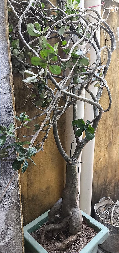 Rosa do deserto L 14 MATRIZ GIGANTE
