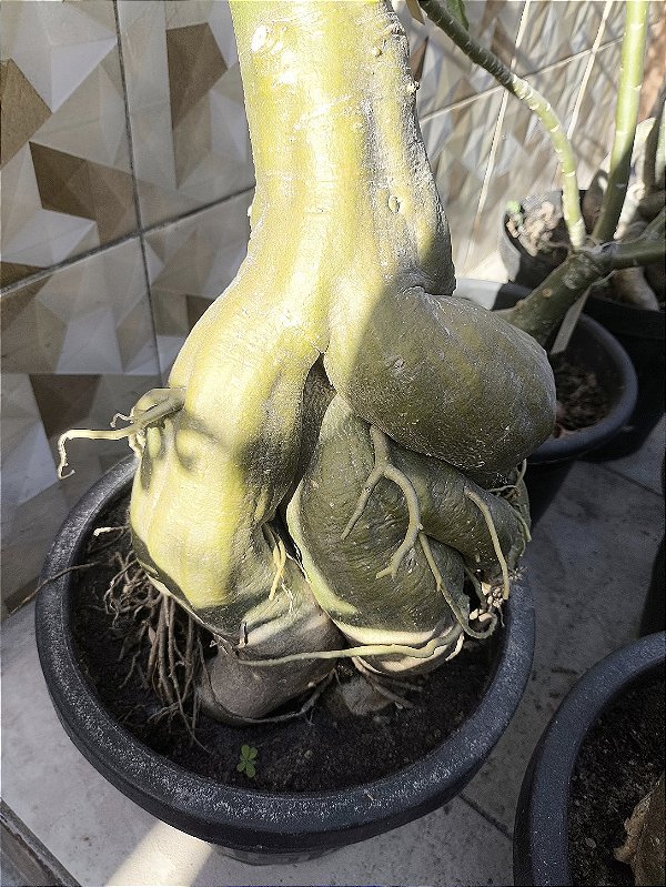 Rosa do deserto MURPHY MATRIZ GIGANTE