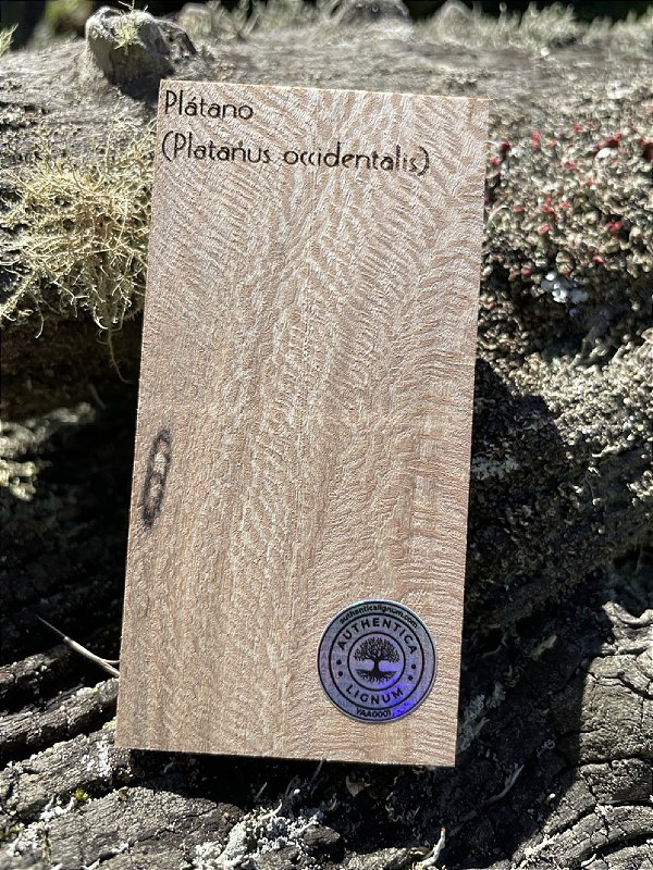 Amostra de Madeira para Xiloteca - Plátano (Platanus occidentalis)