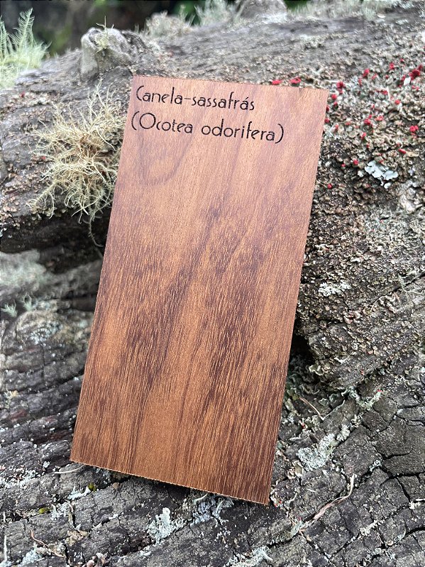 AMOSTRA DE MADEIRA PARA XILOTECA - Canela-sassafrás (Ocotea odorifera)